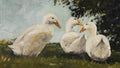 3 White Ducks