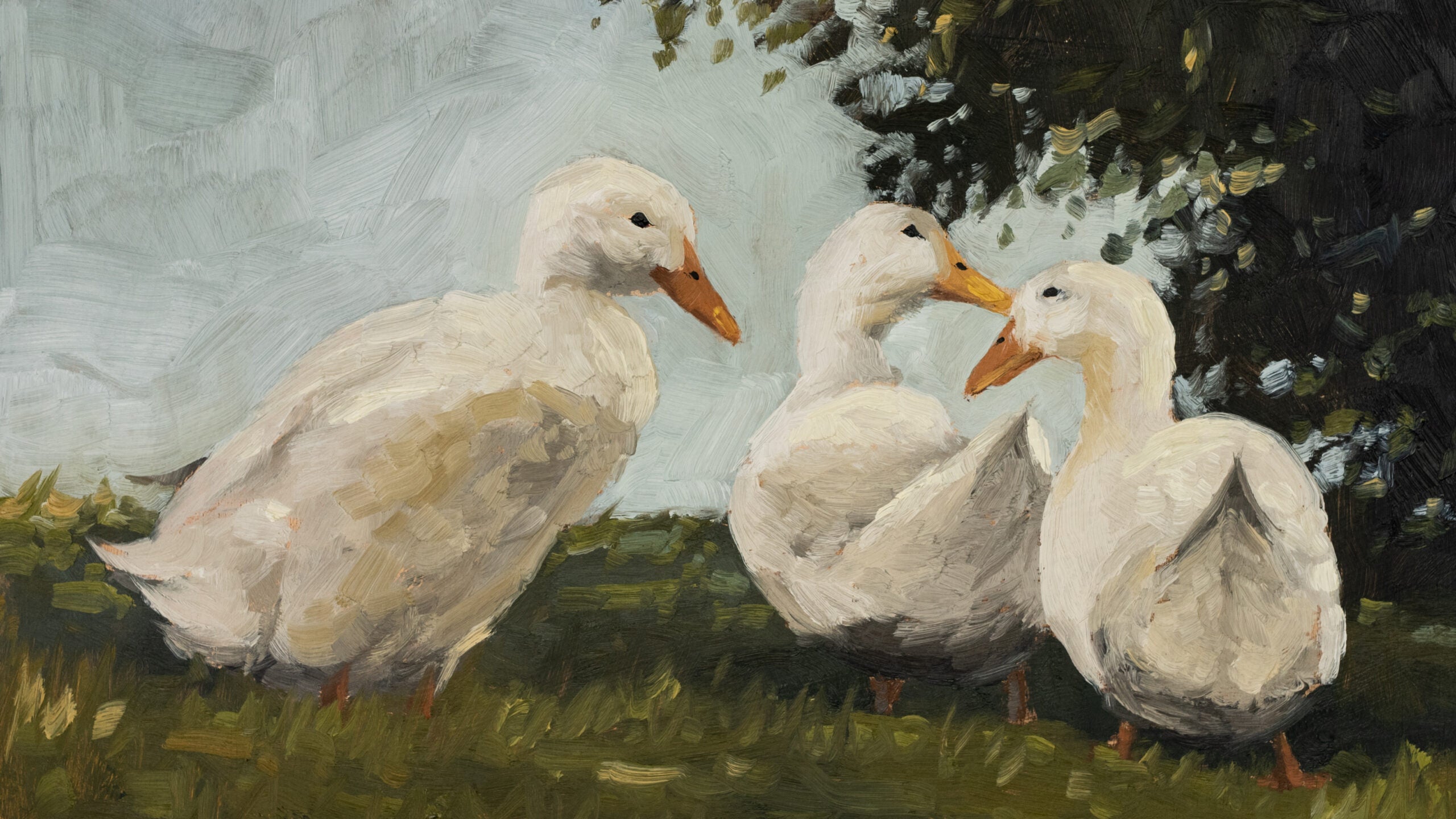 3 White Ducks