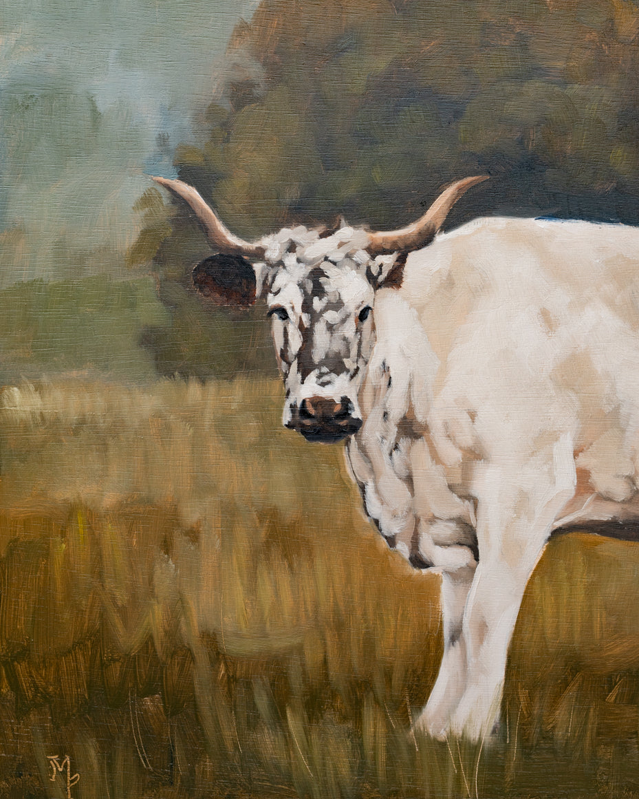 "White Minchinhampton Cow" | Original 11 x 14 oil painting