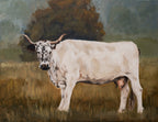 "White Minchinhampton Cow" | Original 11 x 14 oil painting