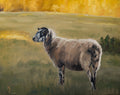 "Cotswold Sheep 1" | original 8 x 10 oil painting