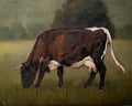 "Brown Minchinhampton Cow" | Original 11 x 14 oil painting