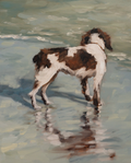 Spaniel at Isle of Palms