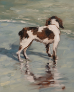 Spaniel at Isle of Palms