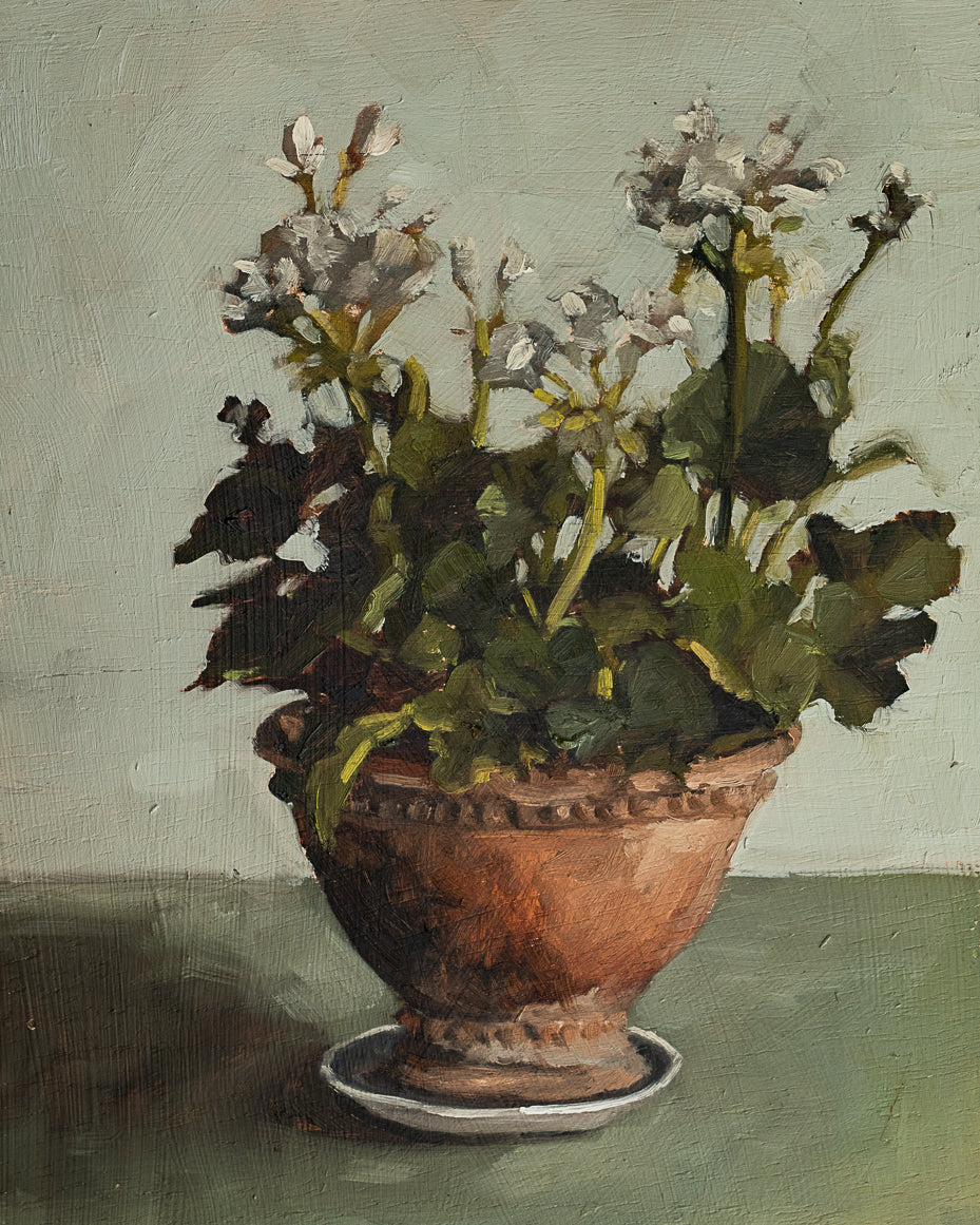 White Geraniums in Terracotta Pot Print
